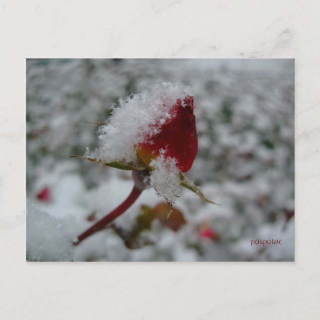 Carte Postale première neige (Devant)