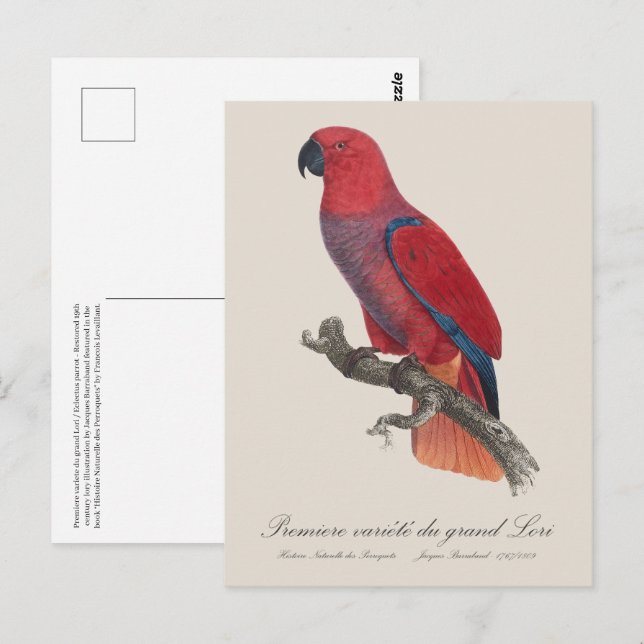 Carte Postale Premiere variete du grand Lori / Eclectus perroque (Devant / Derrière)
