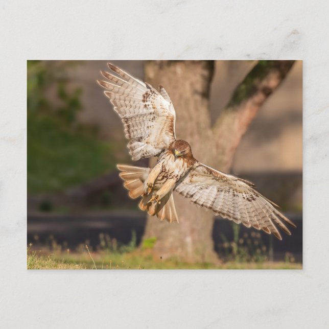 Carte Postale Prendre le but Faucon à queue rouge (Devant)
