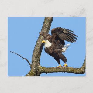 Carte Postale Prenez Le Saut !