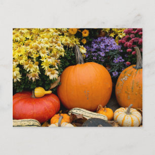Carte Postale Présentation colorée de citrouilles décoratives d'
