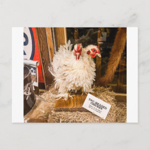 Carte Postale Présentation de taxidermie de poulet blanc duveteu