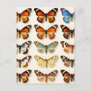 Carte Postale Présentation en grille de la collection de papillo