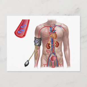 Carte Postale Pression Sanguine Et Système Circulatoire