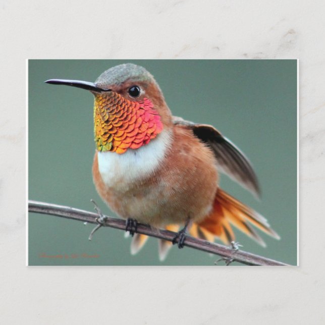 Carte Postale Prêt pour le lancement (Devant)