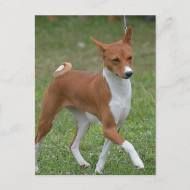 Carte Postale Prêter le chien Basenji (Devant)