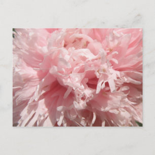 Carte postale Pretty Pale Rose Poppy