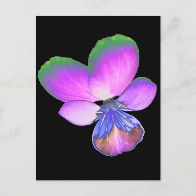 Carte postale Pretty Pansy (Devant)