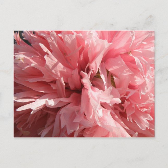 Carte postale Pretty Pink Poppy (Devant)
