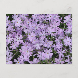 Carte Postale Pretty Purple Phlox