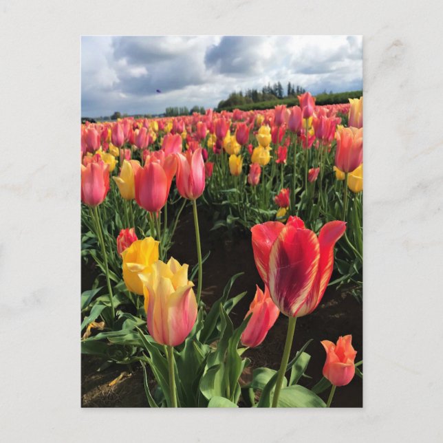 Carte Postale Pretty Spring Tulips in a Field, Oregon (Devant)
