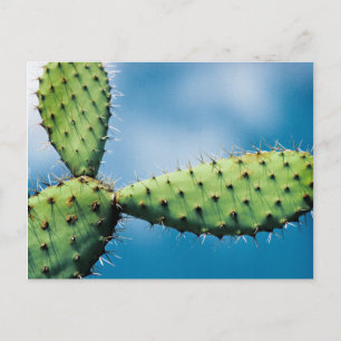 Carte Postale Prickley Cactus