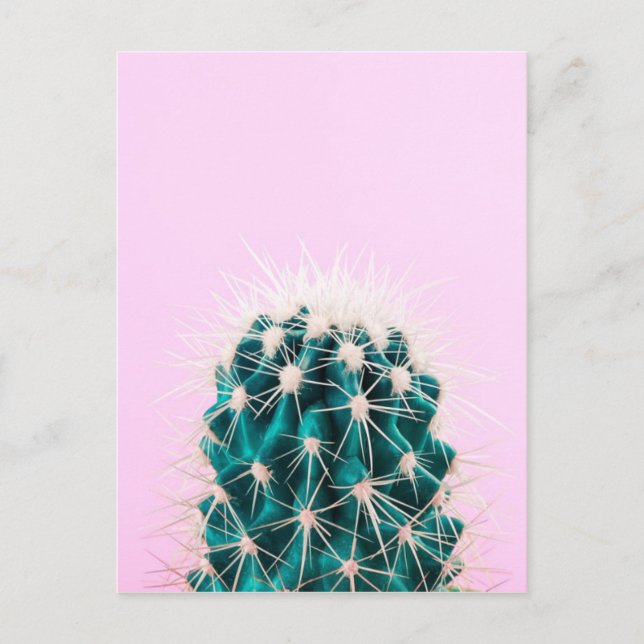 Carte Postale Prickley Cactus sur rose (Devant)