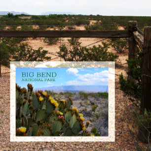 Carte Postale Prickly Pear, Blossom, Sierra del Carmen, Big Bend