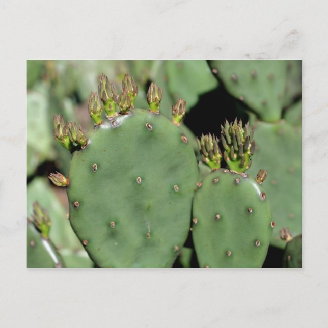 Carte Postale Prickly Pear Cactus Nature (Devant)