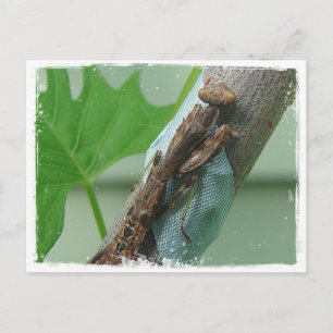 Carte Postale Prier Insecte Mantis