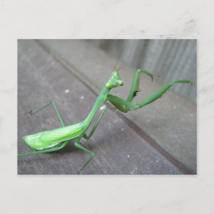 Carte Postale Prier Mantis