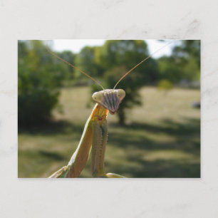 Carte Postale Prier Mantis