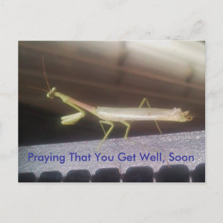 Carte Postale Prier Mantis