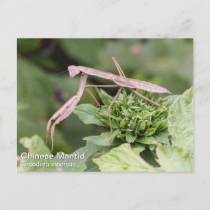Carte Postale Prier Mantis