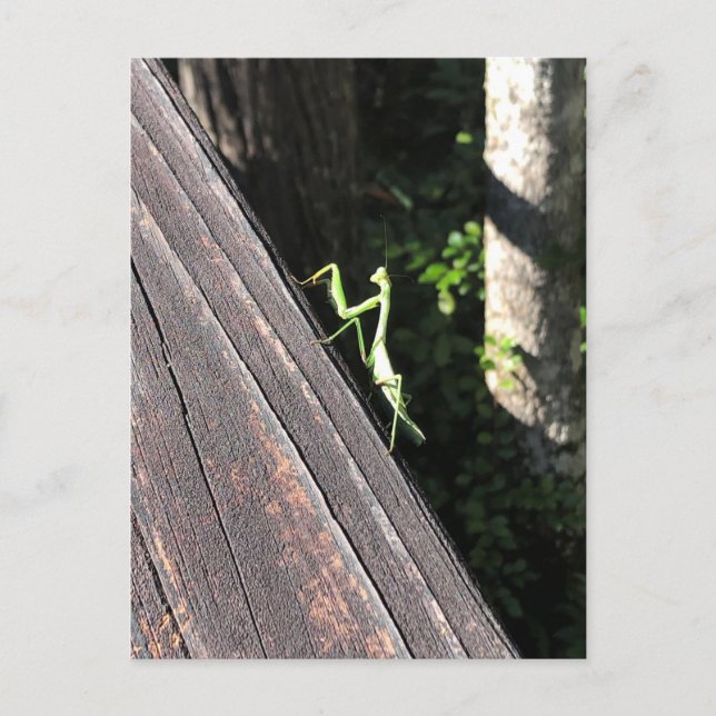 Carte Postale Prier Mantis (Devant)