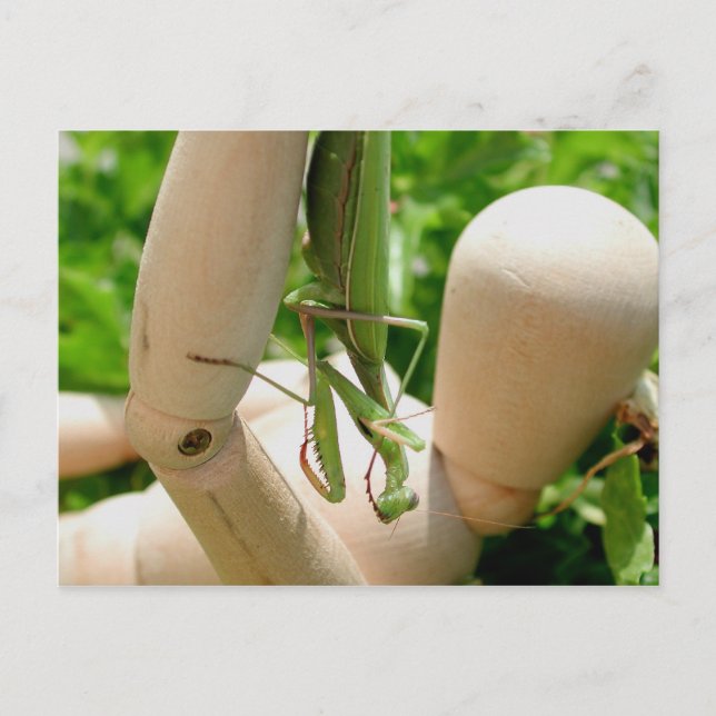 Carte Postale Prier Mantis pendre (Devant)