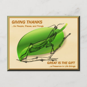 Carte Postale Prier Mantis Remercier