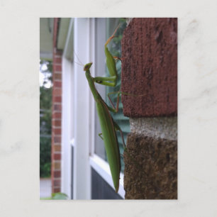 Carte Postale Priez Mantis sur mur de briques