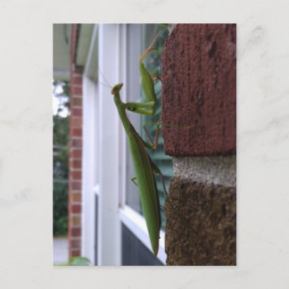 Carte Postale Priez Mantis sur mur de briques