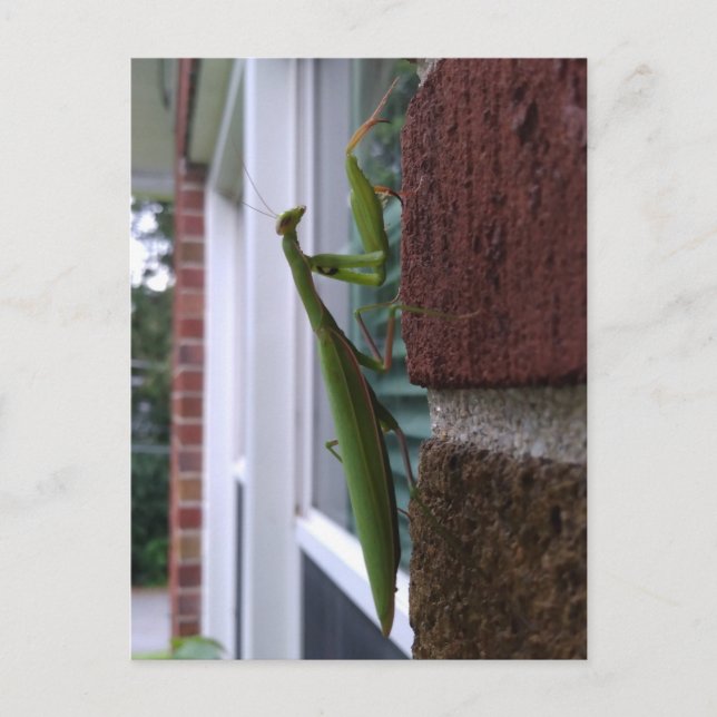 Carte Postale Priez Mantis sur mur de briques (Devant)
