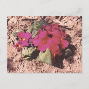 Carte Postale Primrose