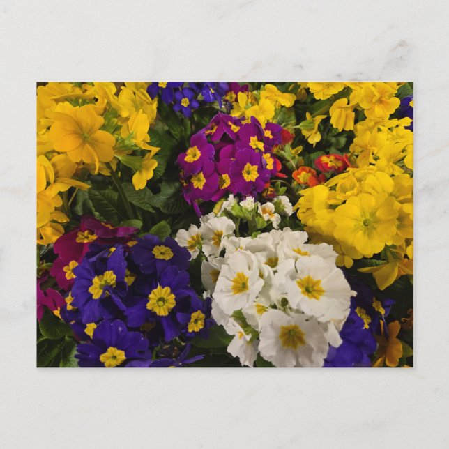 Carte Postale Primrose (Devant)