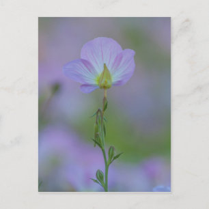 Carte Postale Primrose pourpre