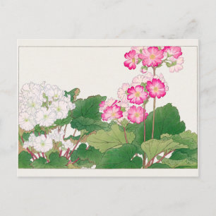 Carte Postale Primula par Tanigami Konan