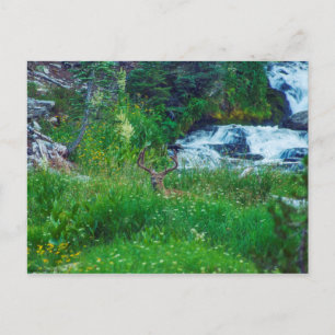 Carte Postale Prince de la Forêt