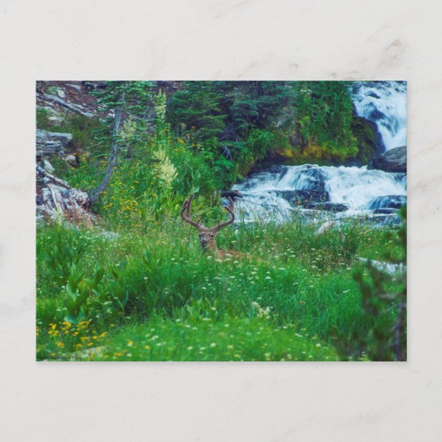 Carte Postale Prince de la Forêt (Devant)