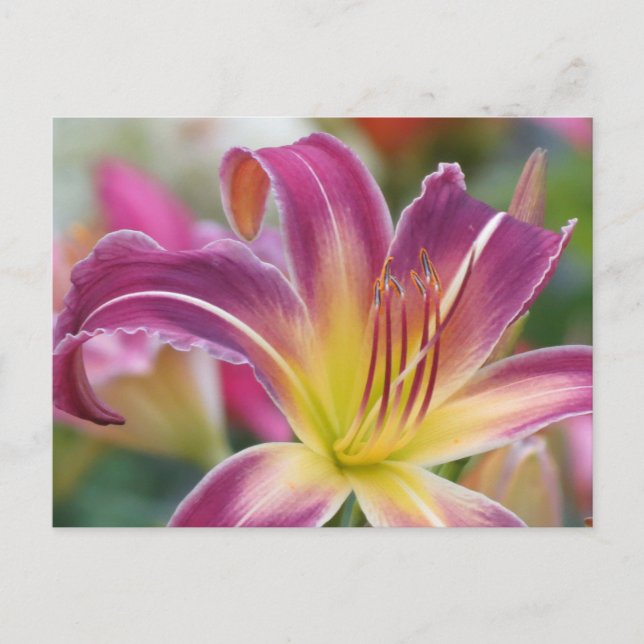 Carte Postale Prince de pourpre - Daylily (Devant)