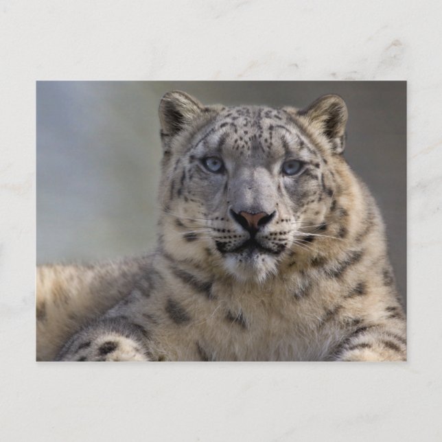 Carte postale Prince Himalayan (Devant)