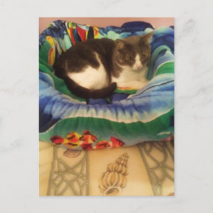 Carte Postale Princesse A Sweet Little Southern Ragamuffin Kitty