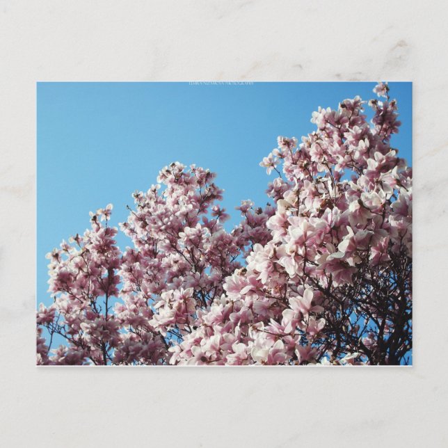 Carte Postale printemps (Devant)
