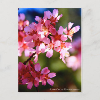 Carte Postale Printemps