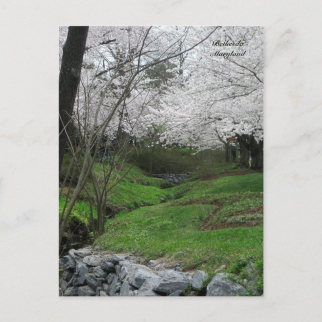 Carte Postale Printemps à Bethesda, Maryland (Devant)