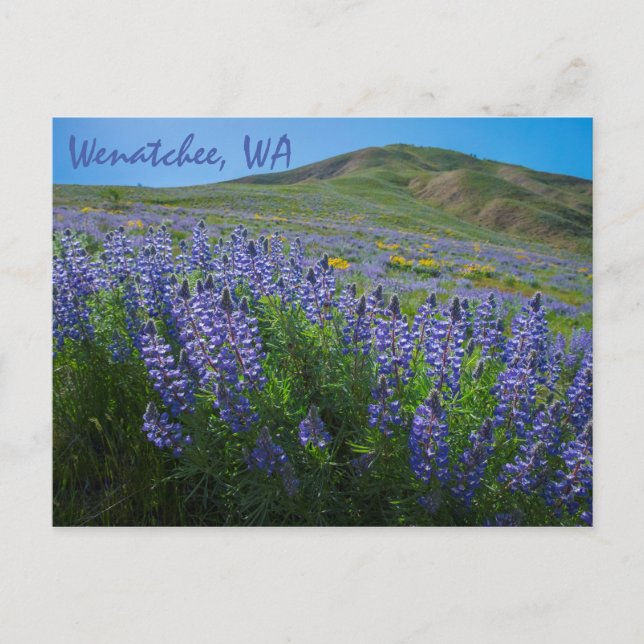 Carte Postale Printemps à Sage Hills Wenatchee, Washington (Devant)
