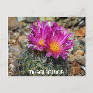 Carte Postale Printemps À Tucson