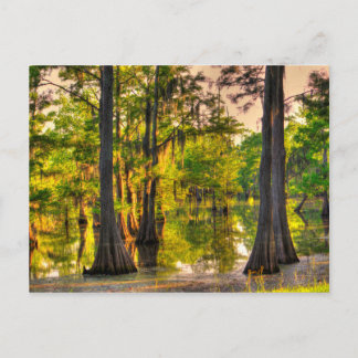 Carte Postale Printemps au Bayou