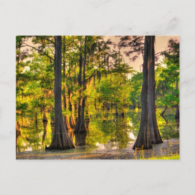 Carte Postale Printemps au Bayou (Devant)