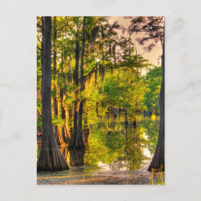 Carte Postale Printemps Au Bayou (Devant)