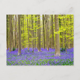 Carte Postale Printemps dans la forêt bleue