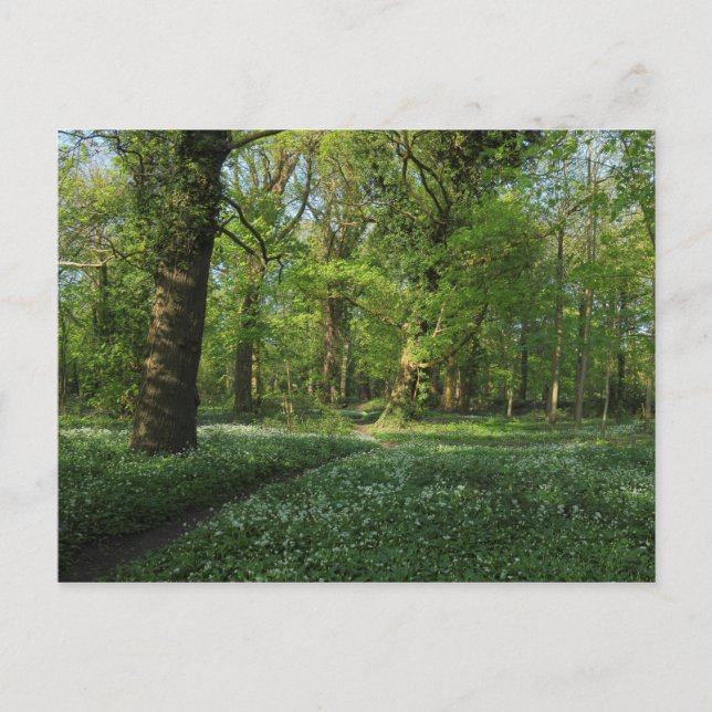 Carte Postale Printemps dans les Bois, Bute Park, Cardiff (Devant)