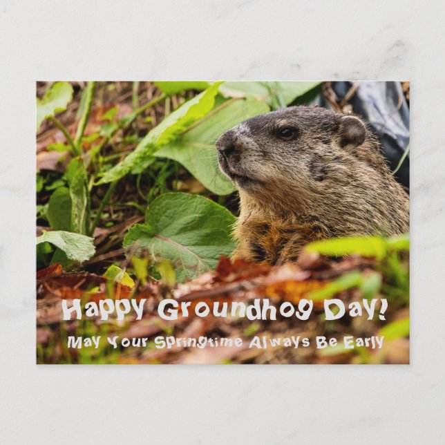 Carte Postale Printemps de la marmotte (Devant)